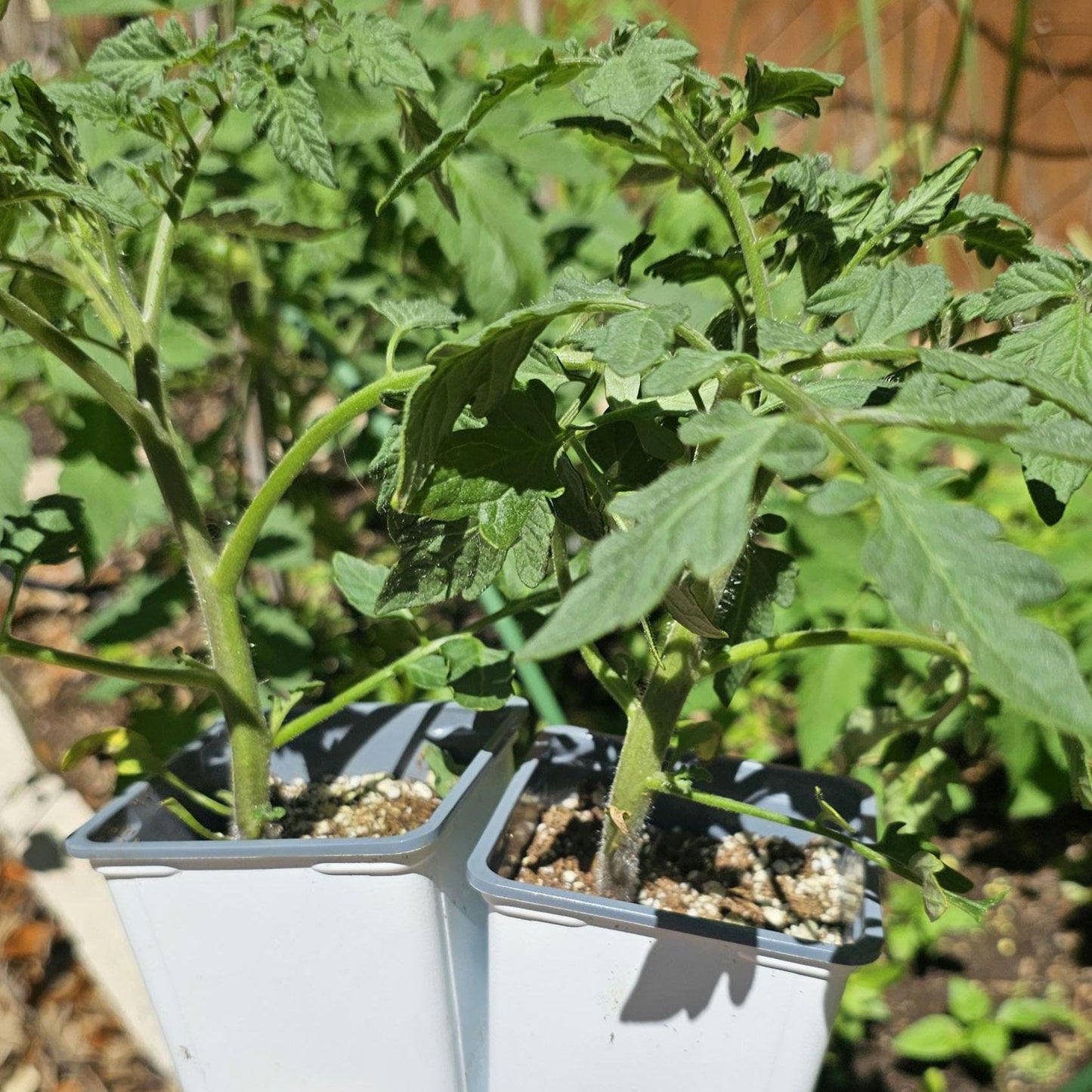 LIVE Tomato Super Sweet 100 Plants – Healthy, Strong, Heat-Tolerant and Productive, Easy to Grow and Maintain, High Yield and Ready To Grow