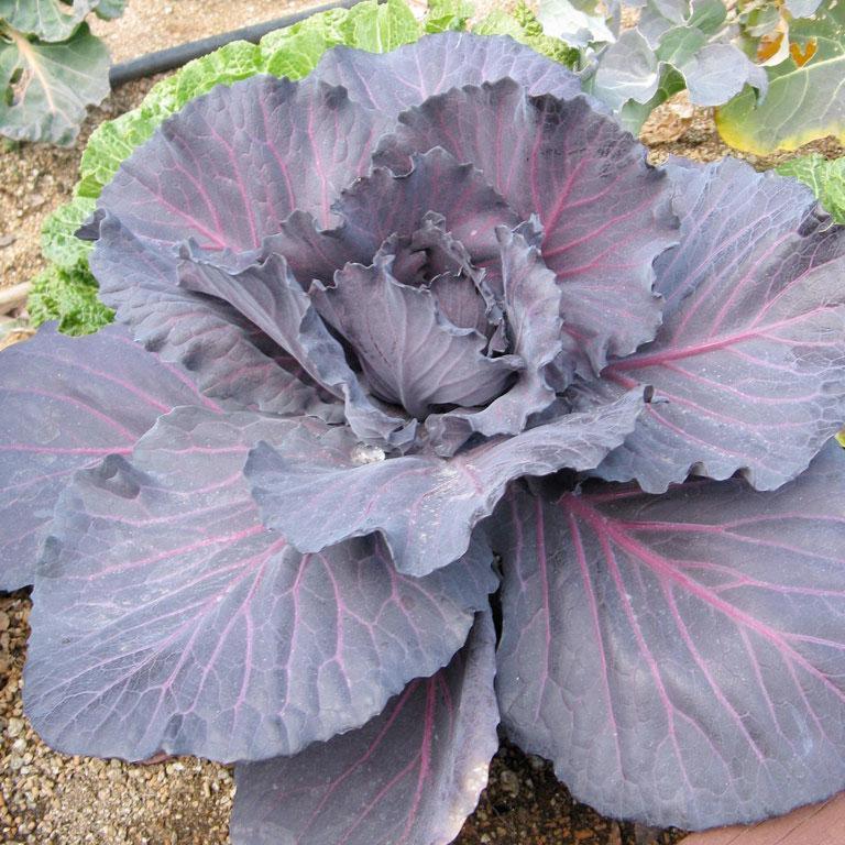 Red Acre Cabbage Seeds | Heirloom Non-GMO, Easy Grow