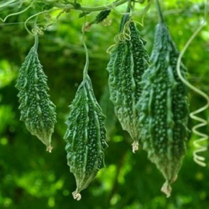 Baby Short Bitter Melon Gourd Seeds, Non-GMO Heirloom - Muop Dang Rung, Kho Qua Rung