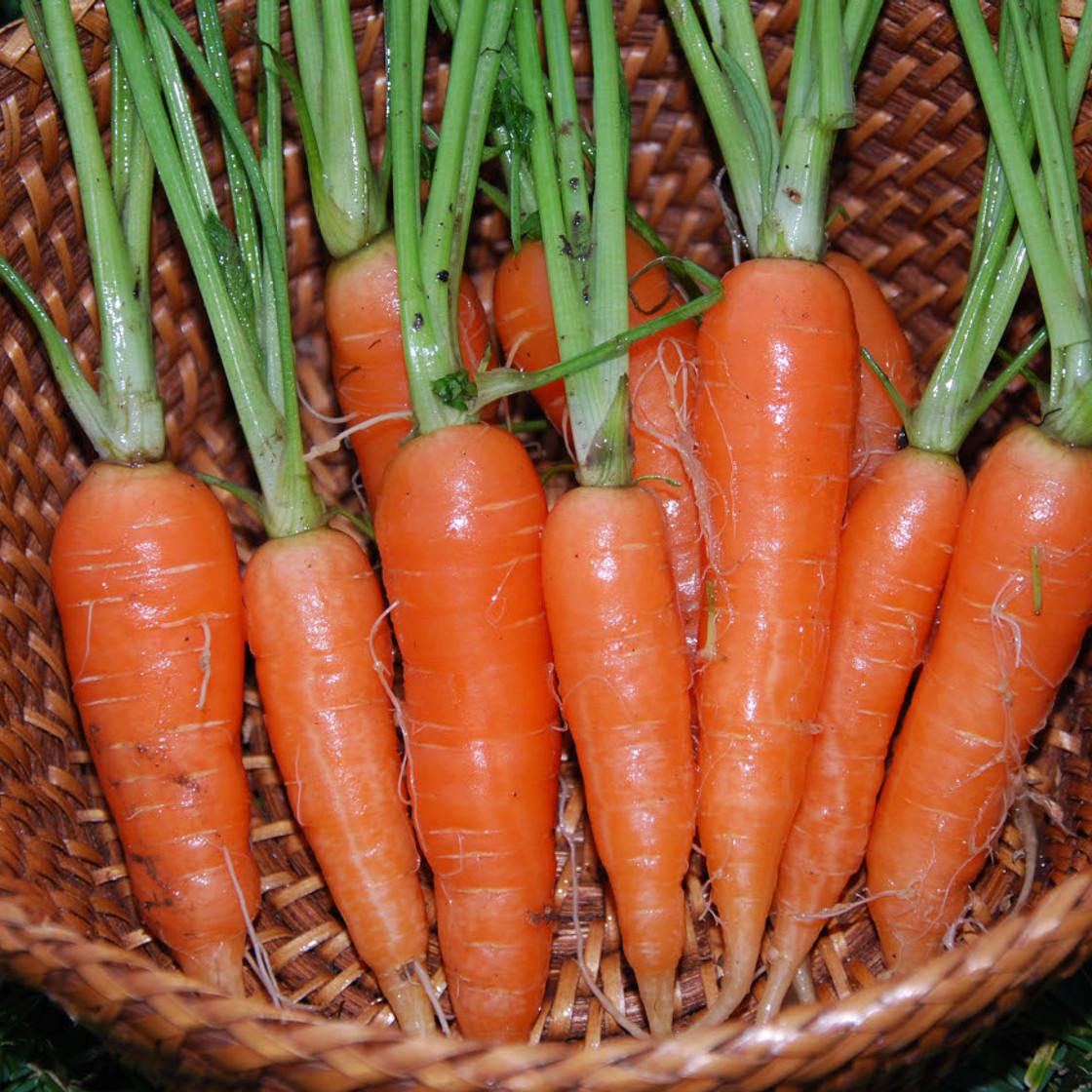 Scarlet Nantes Carrot Seeds - Heirloom, Non-GMO, High Yield