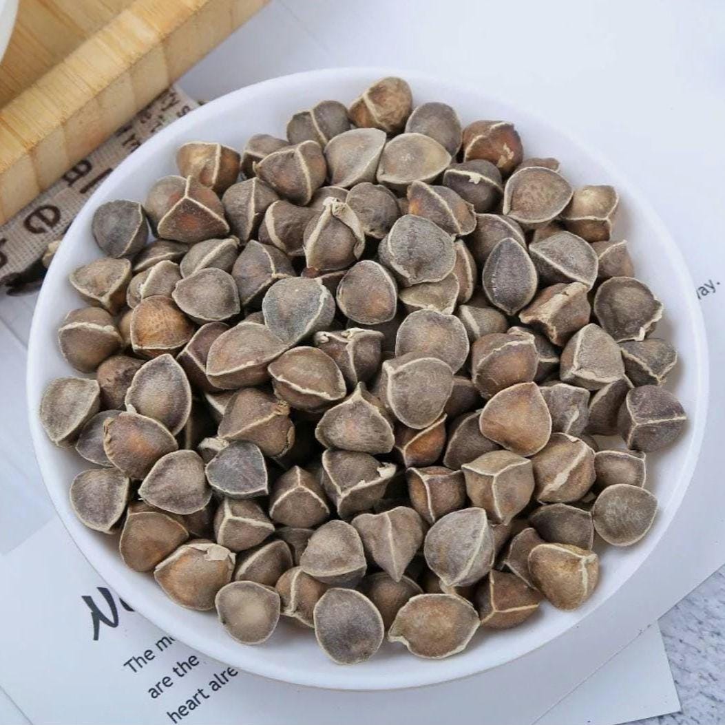 Moringa Seeds – Heirloom, Non-GMO, High Germination Drumstick Tree Seeds, Easy to Grow, Fast-Growing Superfood Tree for Garden or Containers