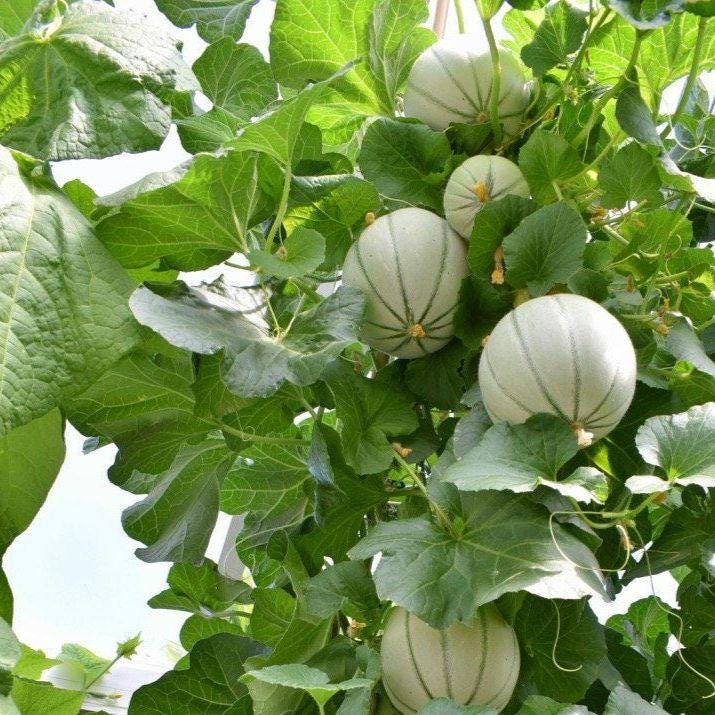 Charentais Melon-French Cantaloupes -Cavaillon Melons-Heirloom, Non-GMO, Sweet-Sweet-Fragrant French Melon Seeds