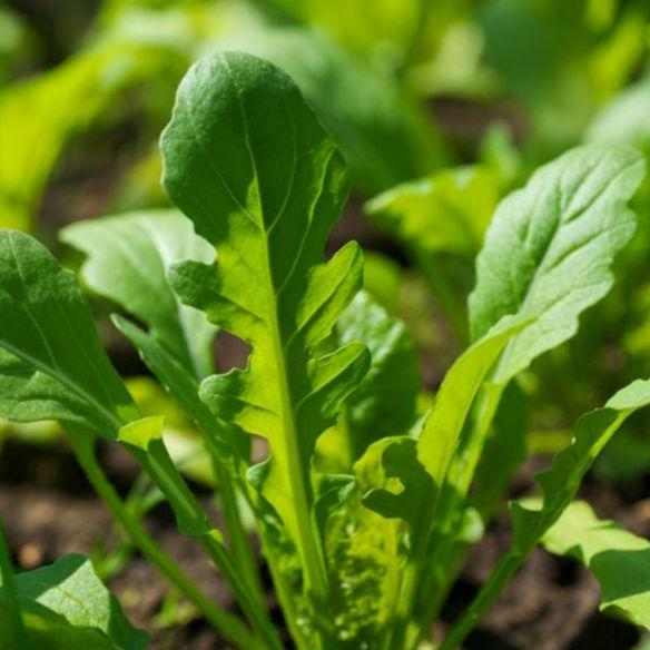 500+ Astro Arugula Seeds – Non-GMO, Fast Growing, Heat Tolerant, Tender Leaves for Salads & Gardens