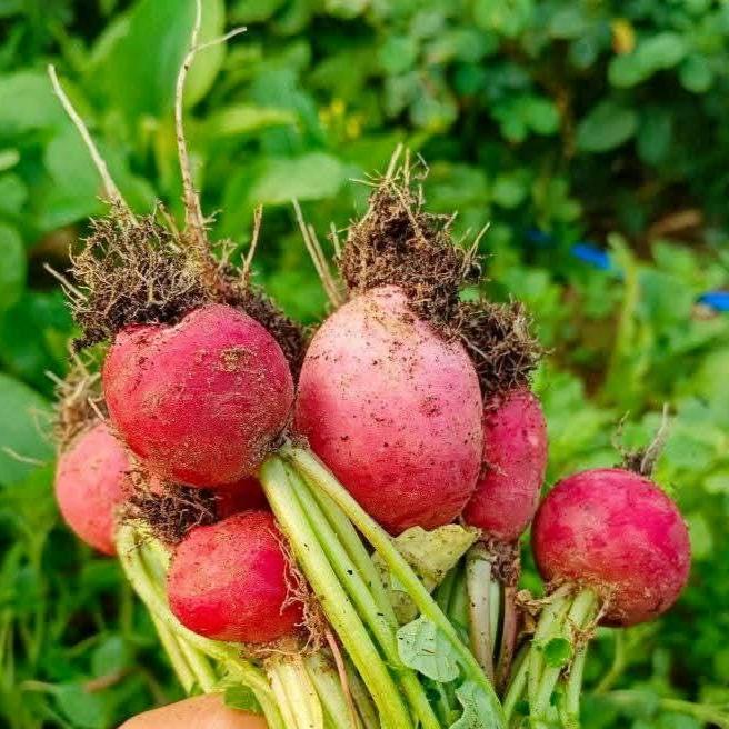 Purple Plum Radish Seeds, Fast Growing Salad Vegetable