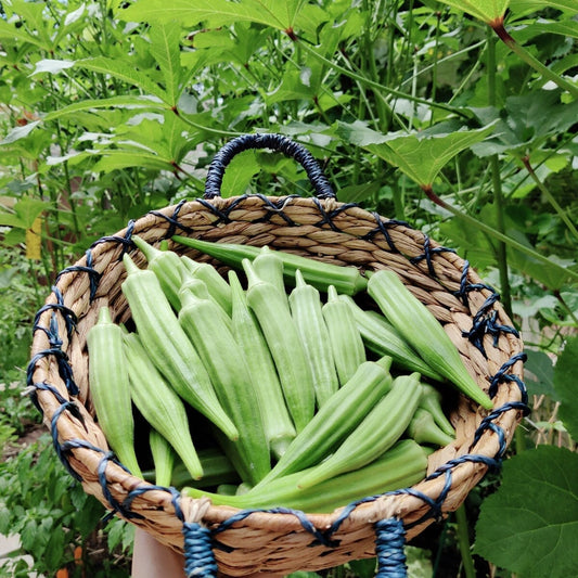 Heirloom Okra Seeds, High Yield, Heat Tolerant, Non-GMO