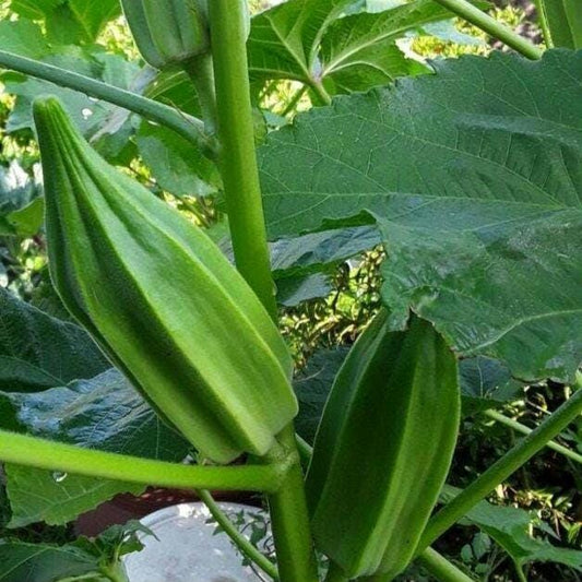 Star of David Okra Seeds, Iraqi Heirloom, Non-GMO