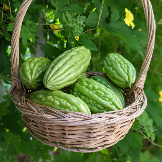 Short Bitter Melon Gourd Seeds, Non-GMO Heirloom