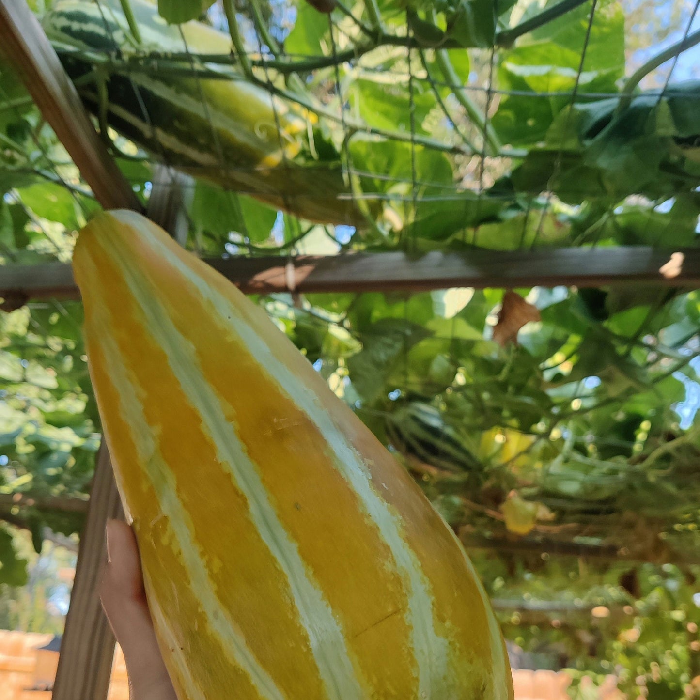 Asian Muskmelon Seeds, Dua Gang, Easy To Grow