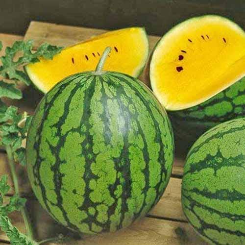 Yellow Crimson Watermelon Seeds, Heirloom Non GMO Organic Melon