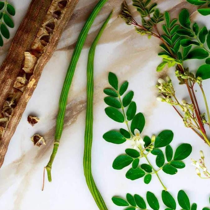 Moringa Seeds – Heirloom, Non-GMO, High Germination Drumstick Tree Seeds, Easy to Grow, Fast-Growing Superfood Tree for Garden or Containers