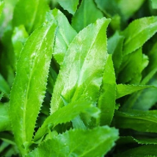 Vietnamese Culantro Seeds (Ngo Gai) – Non-GMO, Bold Flavor Herb