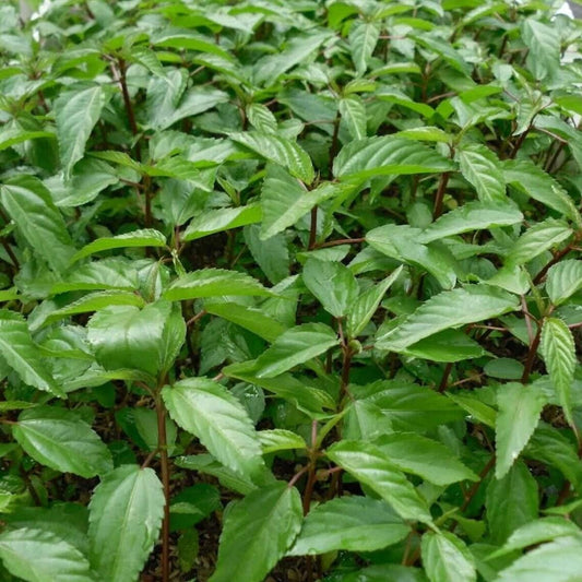 Egyptian Spinach Seeds, Heirloom Non-GMO Molokhia Red Jute