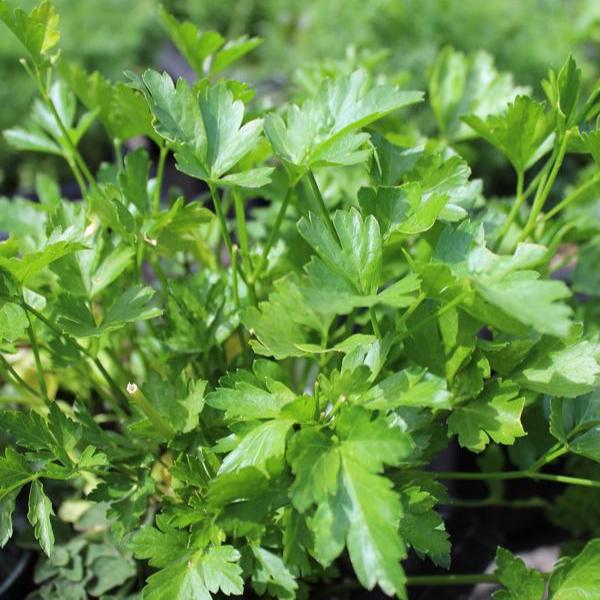 Italian Flat Leaf Parsley Seeds | Dark Green Heirloom Parsley | Non-GMO, Aromatic Culinary Herb, High Germination