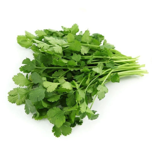 Slow Bolt Cilantro Seeds, Heirloom Coriander Herb, Home Garden