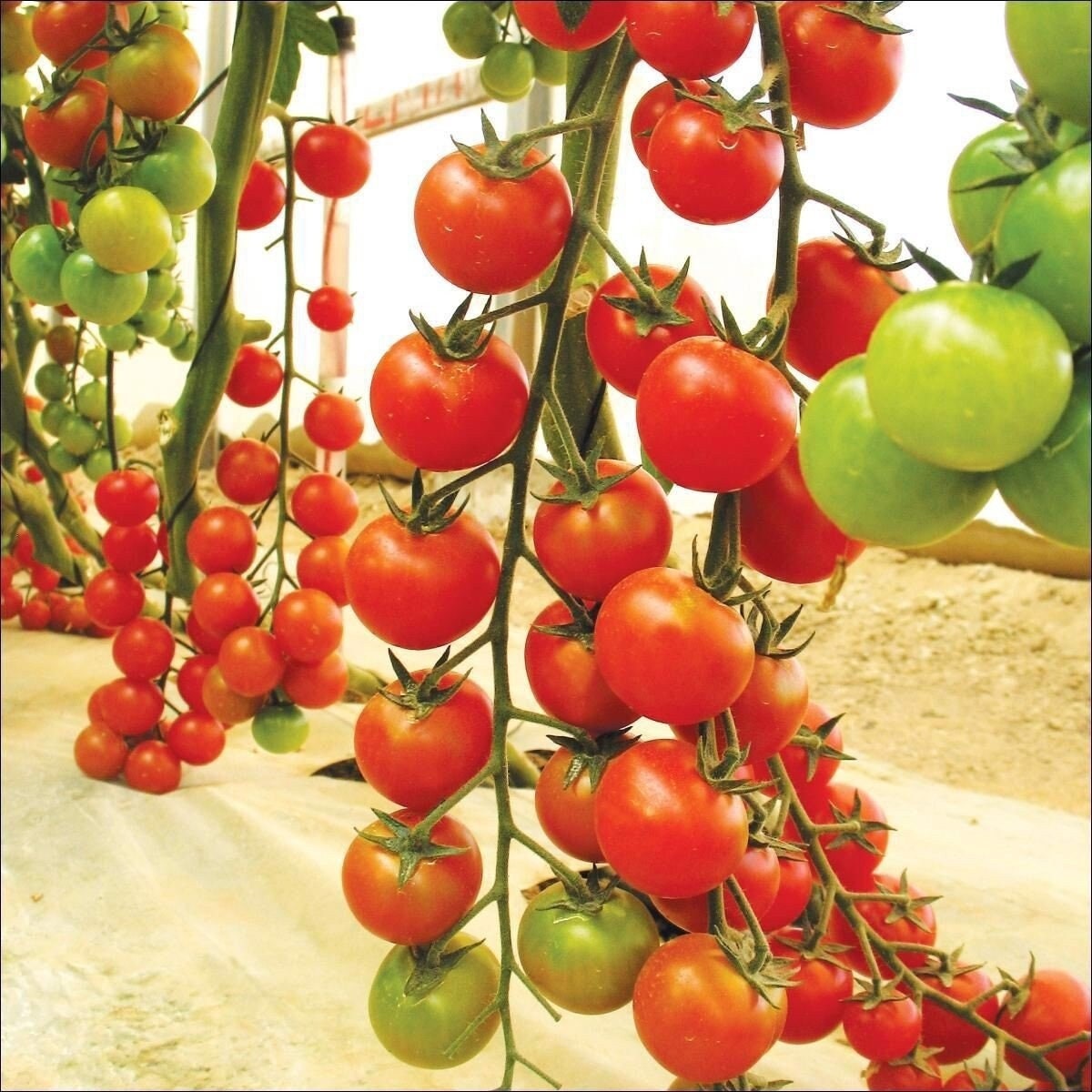 Large Red Cherry Tomato Seeds – Heirloom, High-Yield