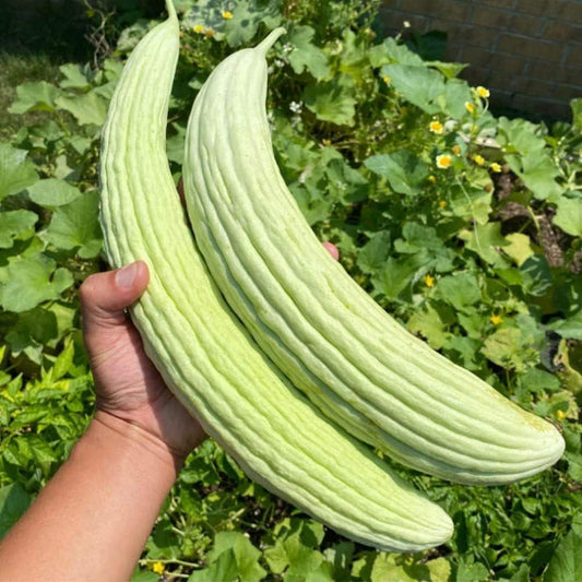 Armenian Yard Long Cucumber Seeds | Heirloom Non-GMO | Crisp, Mild Flavor, Long Light Green Fruit