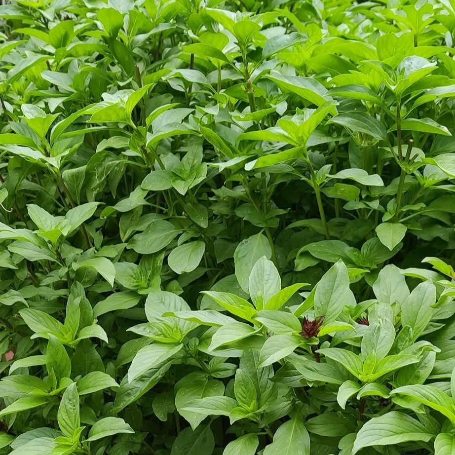 Thai Basil Seeds, Heirloom Non-GMO, Asian Herb