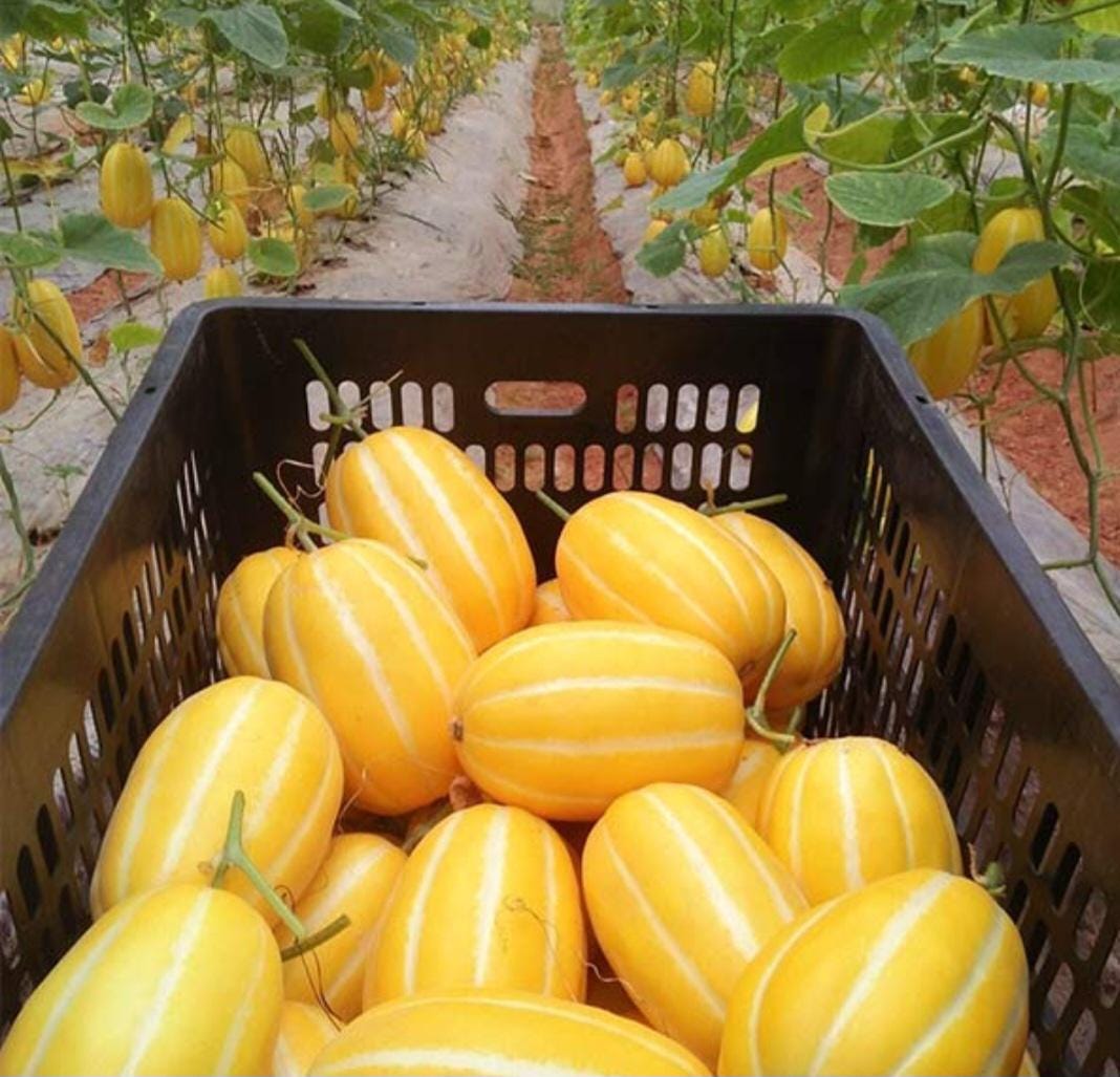 Heirloom Korean Melon Seeds, Chamoe, Edible Skin