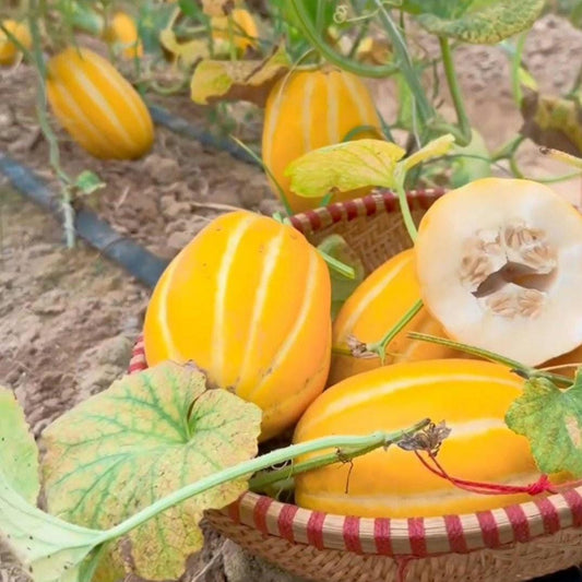 Heirloom Korean Melon Seeds, Chamoe, Edible Skin