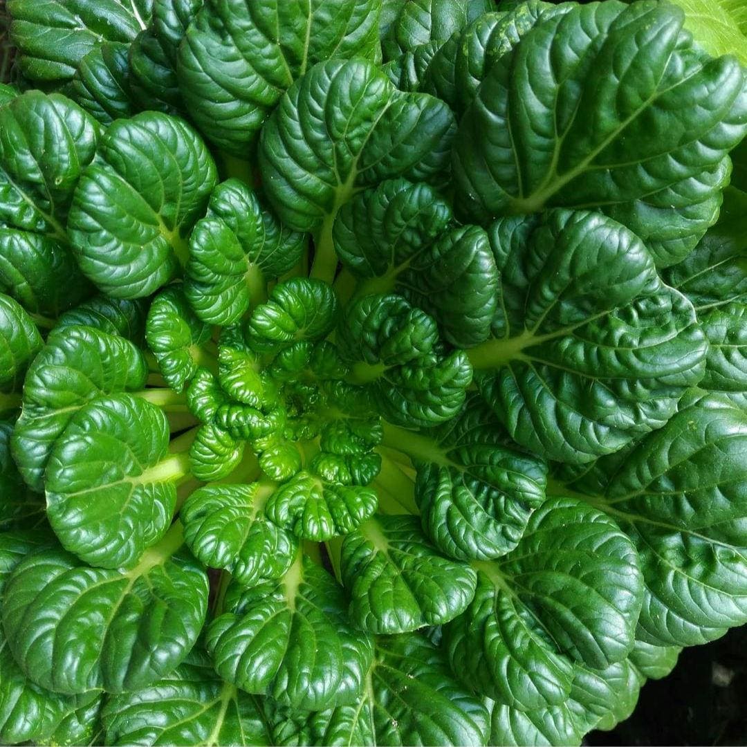 Tatsoi Pak Choi Seeds, Heirloom Bok Choy, Easy Grow