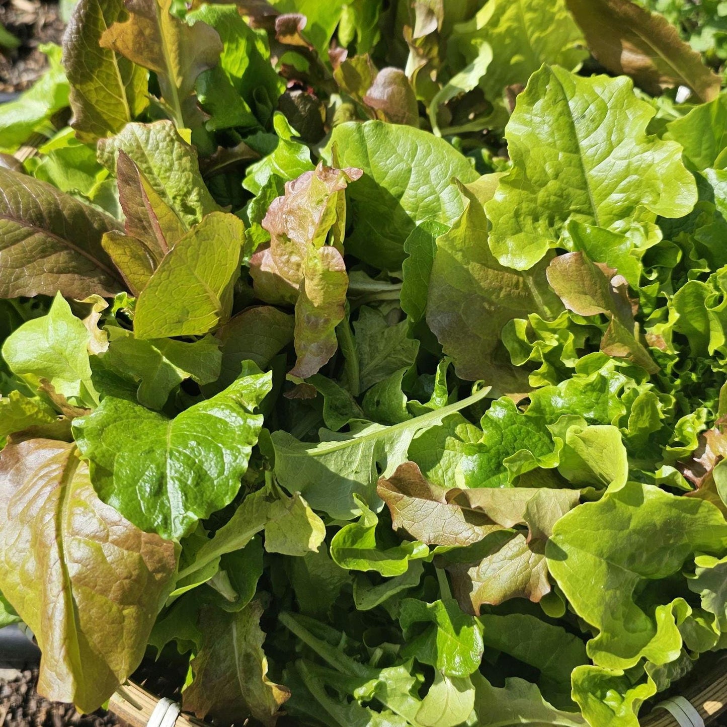Organic Mixed Lettuce Seeds, Heirloom Non-GMO Variety