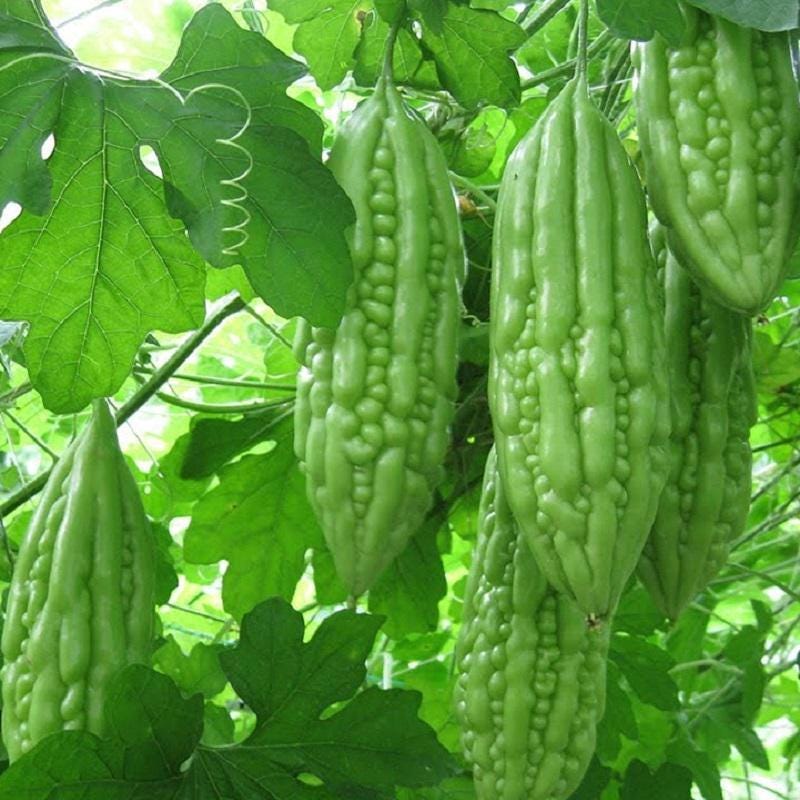 Short Bitter Melon Gourd Seeds, Non-GMO Heirloom