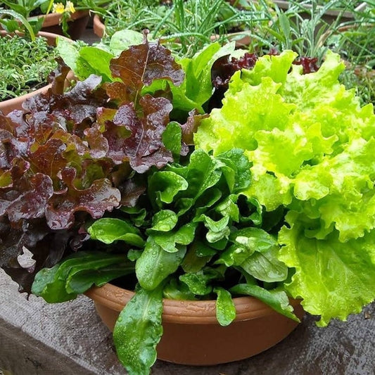 Organic Mixed Lettuce Seeds, Heirloom Non-GMO Variety