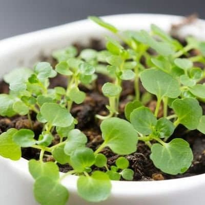 Organic Watercress Seeds, Non-GMO, Easy to Grow