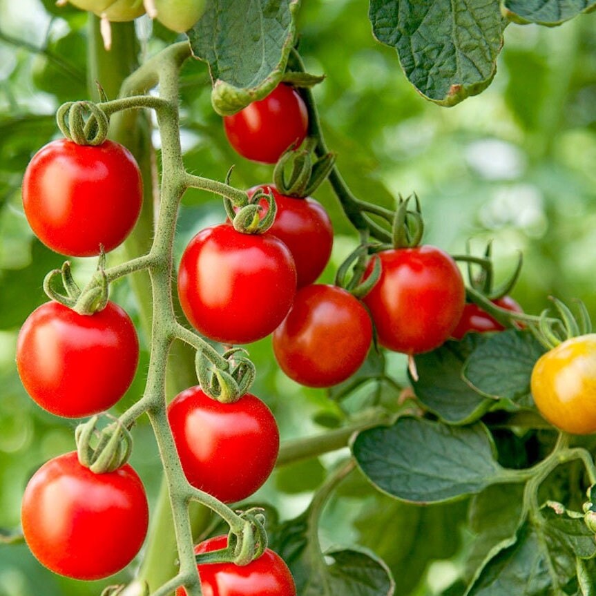 Large Red Cherry Tomato Seeds – Heirloom, High-Yield