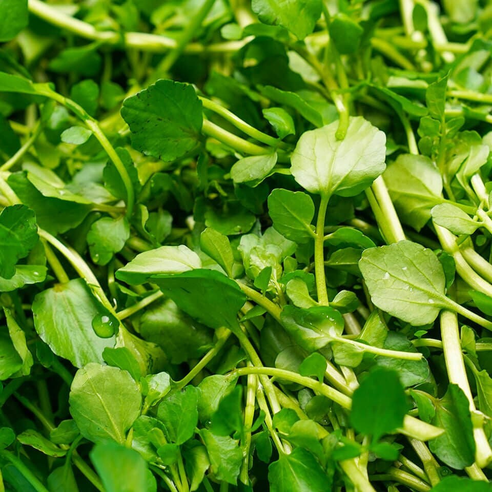 Organic Watercress Seeds, Non-GMO, Easy to Grow