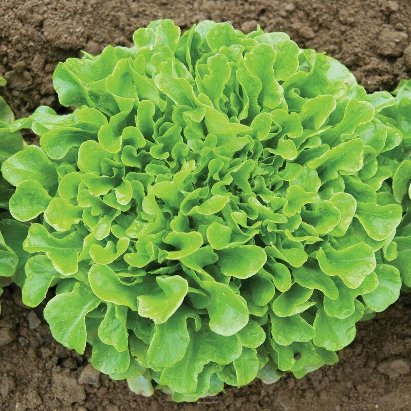 Oakleaf Lettuce Seeds - Heirloom, Non-GMO, Heat-Tolerant