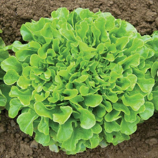 Oakleaf Lettuce Seeds - Heirloom, Non-GMO, Heat-Tolerant
