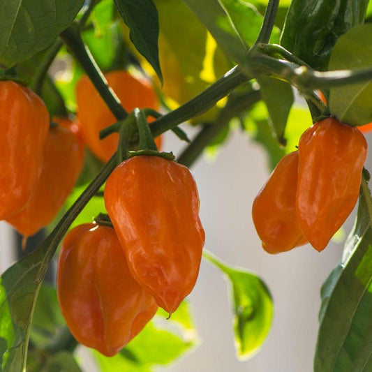 Orange Habanero Pepper Seeds, Heirloom Non-GMO Chilli