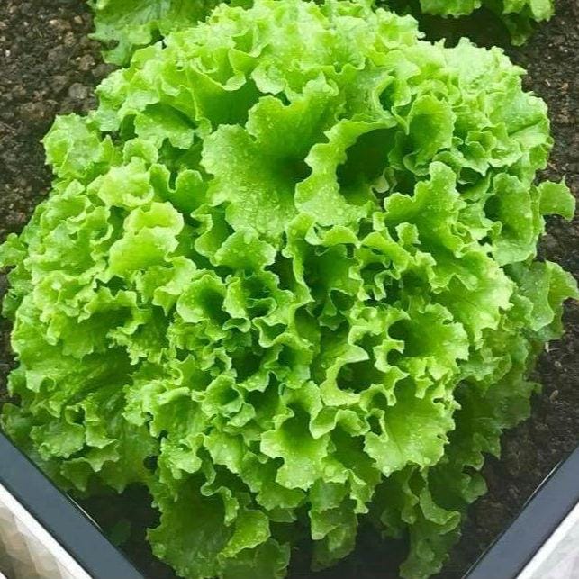 Oakleaf Lettuce Seeds - Heirloom, Non-GMO, Heat-Tolerant