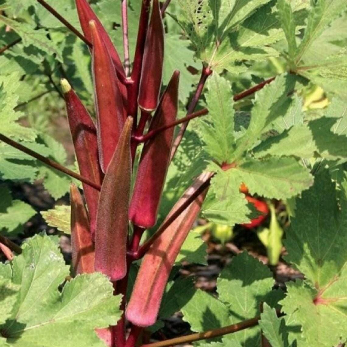 Red Burgundy Okra Seeds | Vibrant Color, Tender Pods | Heirloom Non-GMO Okra