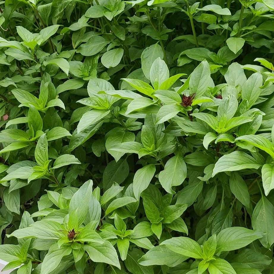 Thai Basil Seeds, Heirloom Non-GMO, Asian Herb