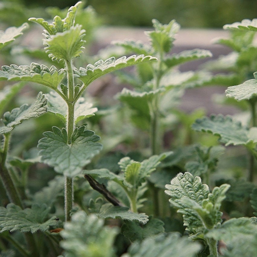 Non-GMO Catnip Seeds, Easy to Grow, Herb Seeds (1000+)