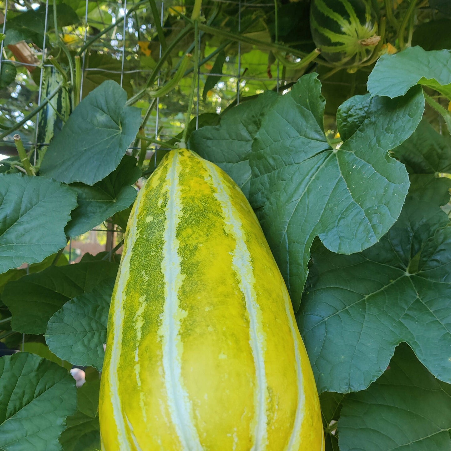 Asian Muskmelon Seeds, Dua Gang, Easy To Grow