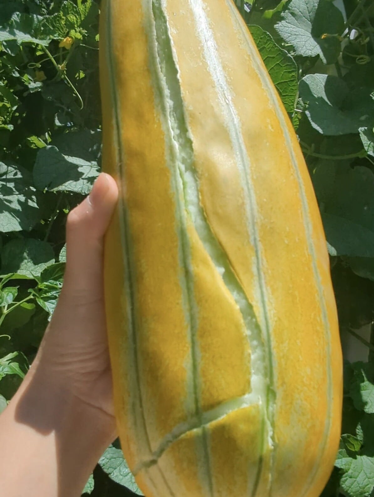 Dua Gang Thai Muskmelon Seeds, Long Musk Melon, Easy To Grow