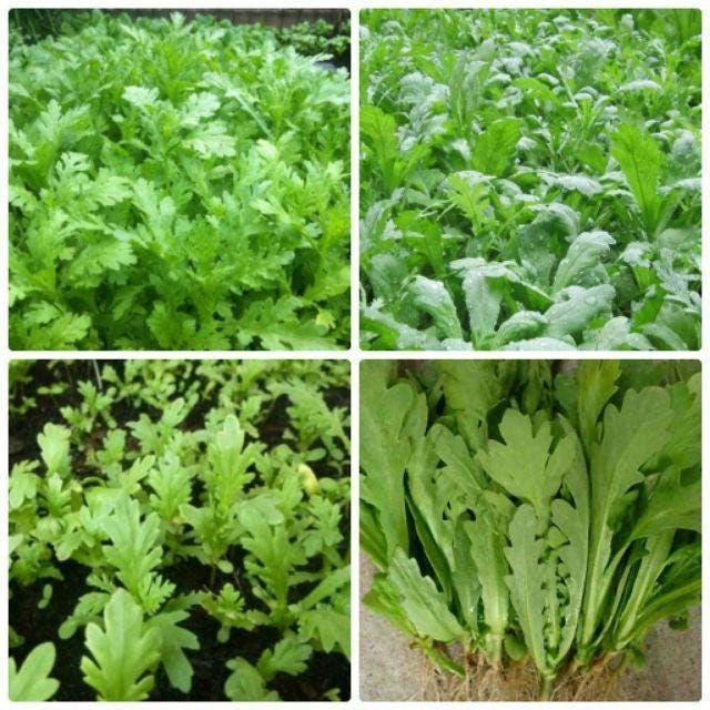 Crown Daisy Vegetable Seeds, Non-GMO Chrysanthemum Greens