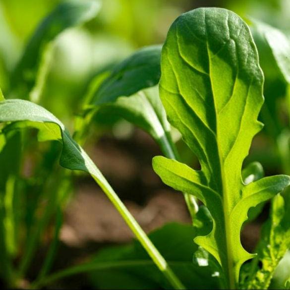 500+ Astro Arugula Seeds – Non-GMO, Fast Growing, Heat Tolerant, Tender Leaves for Salads & Gardens