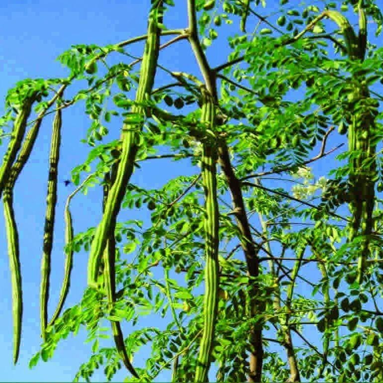 Moringa Seeds – Heirloom, Non-GMO, High Germination Drumstick Tree Seeds, Easy to Grow, Fast-Growing Superfood Tree for Garden or Containers