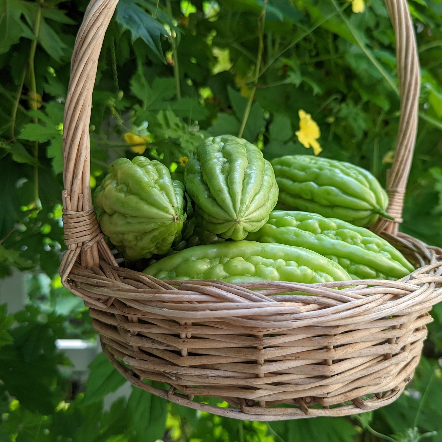 Short Bitter Melon Gourd Seeds, Non-GMO Heirloom