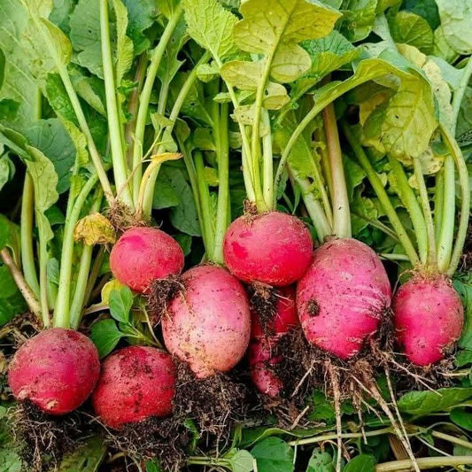 Purple Plum Radish Seeds, Fast Growing Salad Vegetable