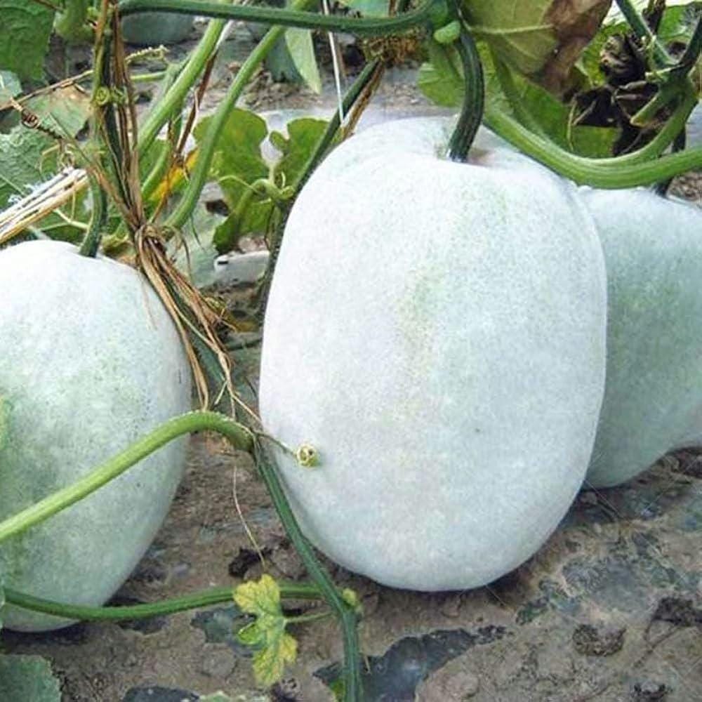 Winter Melon Seeds - Heirloom Ash Gourd for Asian Gardens