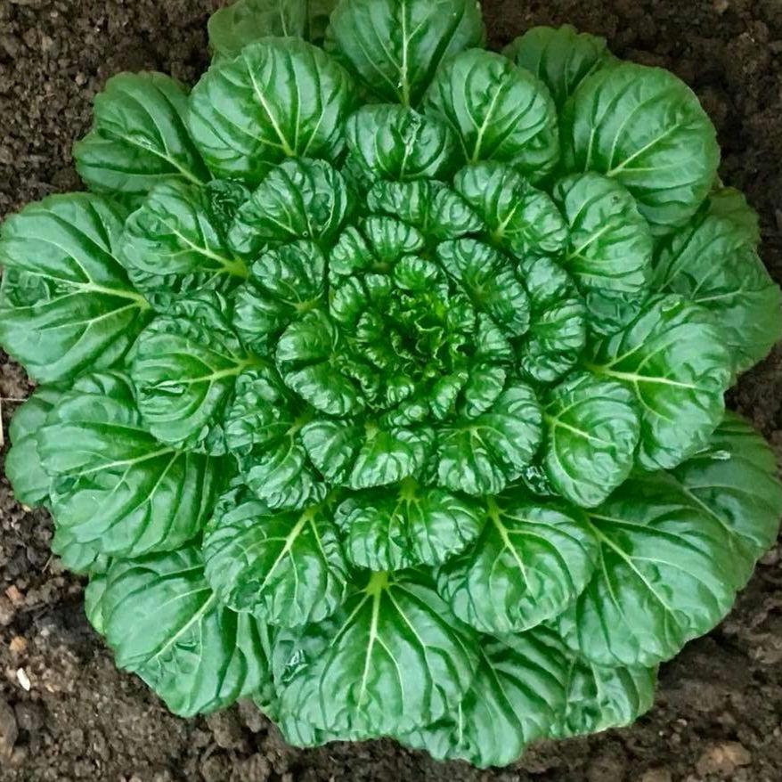 Tatsoi Pak Choi Seeds, Heirloom Bok Choy, Easy Grow