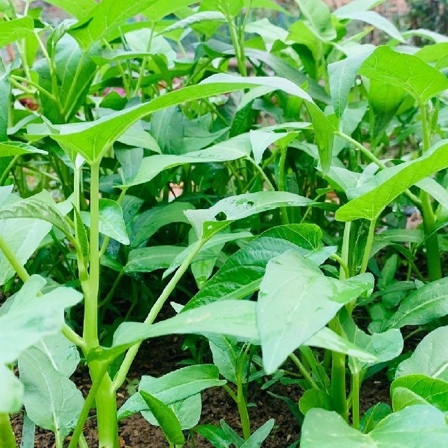 Big Leaf Water Spinach Seeds | Rau Muong La Lon, Kangkong, Ong Choy | Tropical Asian Green, Fast-Growing, Easy to Grow in Warm Climates