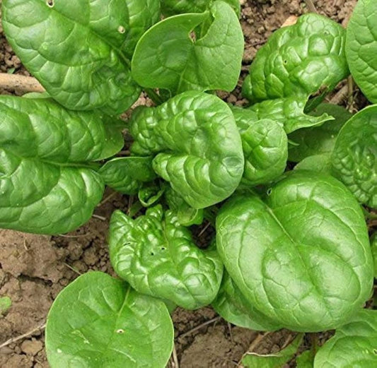 Bloomsdale Spinach Seed - Organic, Heirloom, Non-GMO, Farm-Fresh, Easy to grow vegetables, High germination seeds