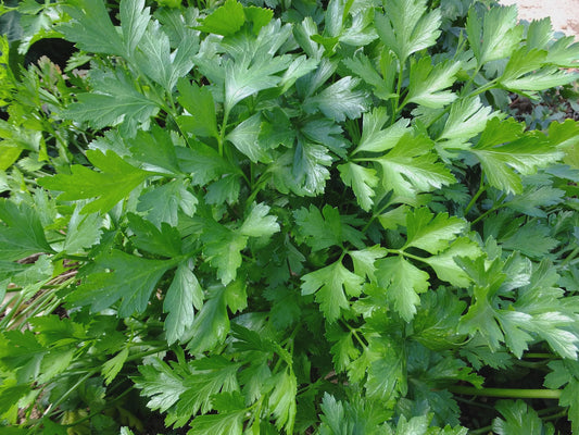 Italian Flat Leaf Parsley Seeds | Dark Green Heirloom Parsley | Non-GMO, Aromatic Culinary Herb, High Germination