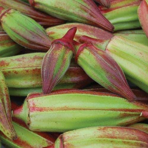 Heirloom Hill Country Red Okra Seeds, Non-GMO, Heat-Tolerant